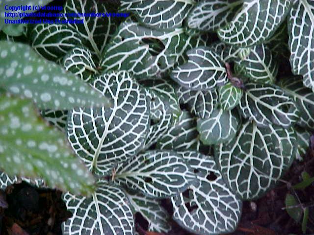 راهنمای نگهداری و پرورش گیاهان آپارتمانی - فیتونیا ورسافلتی